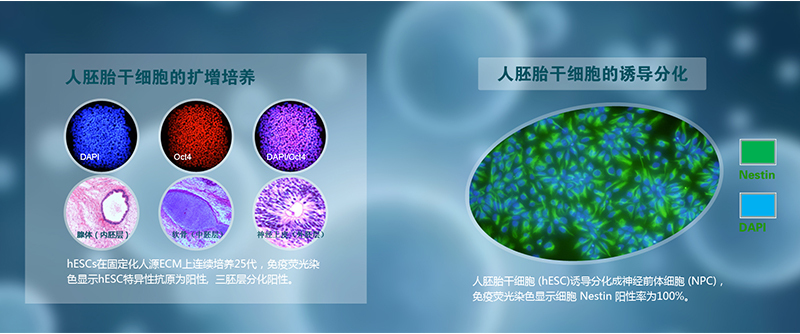 干细胞技术平台